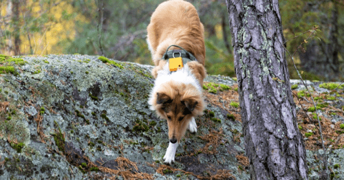 A dog in the forest with a sensor attached