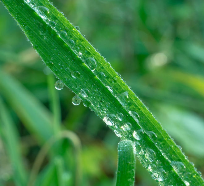 drops-of-water-on-the-grass