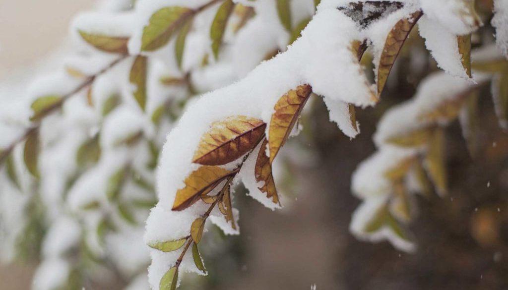 Snötäckta löv