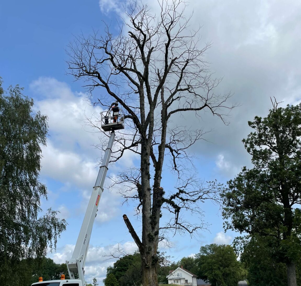 Professionell Häckklippning i Lindbacka