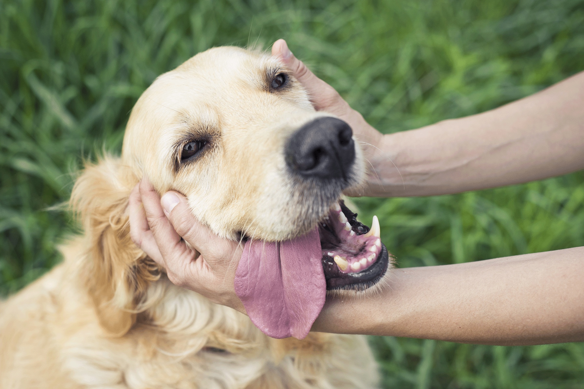 Servicehunde giver livet tilbage