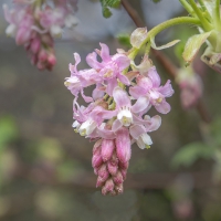 1-4-16-flowering-red-currant