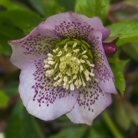 13-2-16-hellebore-anglesey-abbey