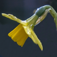 7-2-16-daffodil