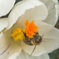 12-3-16-bee-on-crocus