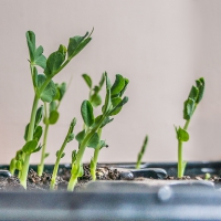 26-3-16-pea-seedlings