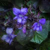 1-5-16-violets