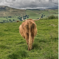 27-7-16-highland-cow_0