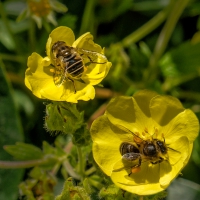 8-7-16-bees-at-work