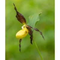 22-6-16-ladies-slipper-orchid