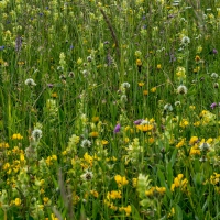 25-6-16-slovenian-meadow-flowers