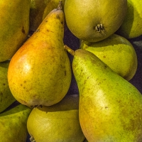 1-10-16-pear-harvest