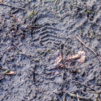 12-10-16-muddy-footprint