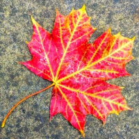 20-9-16-autumn-leaf