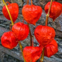 7-9-16-chinese-lanterns