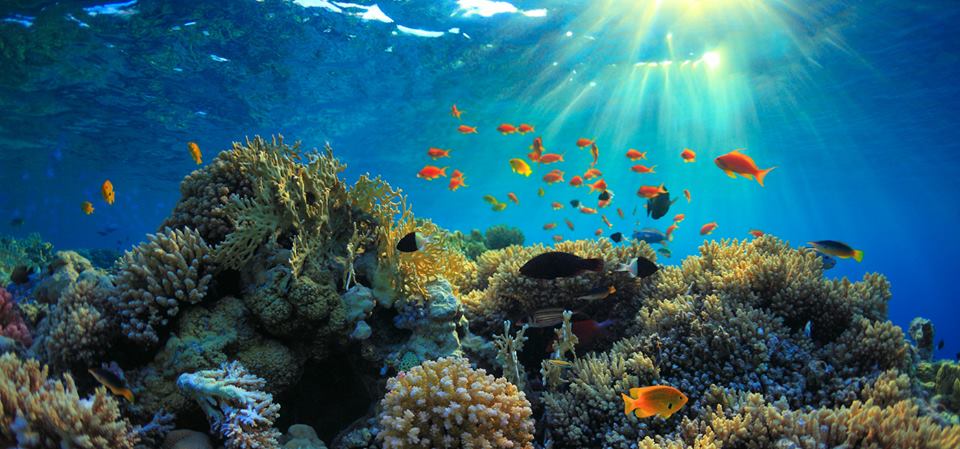 Hurghada Egypten 14 Hurghada Det Røde Hav Egypten