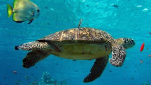 Marsa Alam