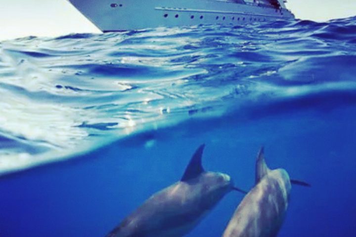 Snorkleudflugt til Dolphin House