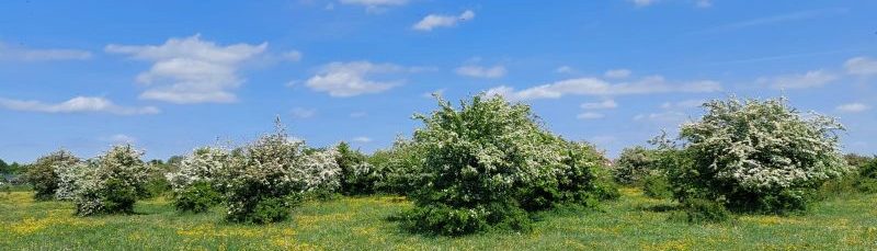 Sauerländischer Gebirgsverein Dinslaken