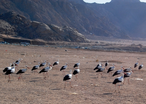 Storke i Sinai.