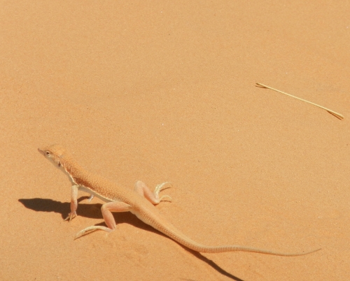 100 km del Sahara