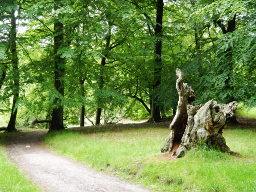 Skodsborg maraton