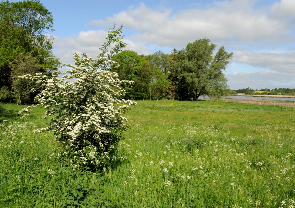 Grøn natur