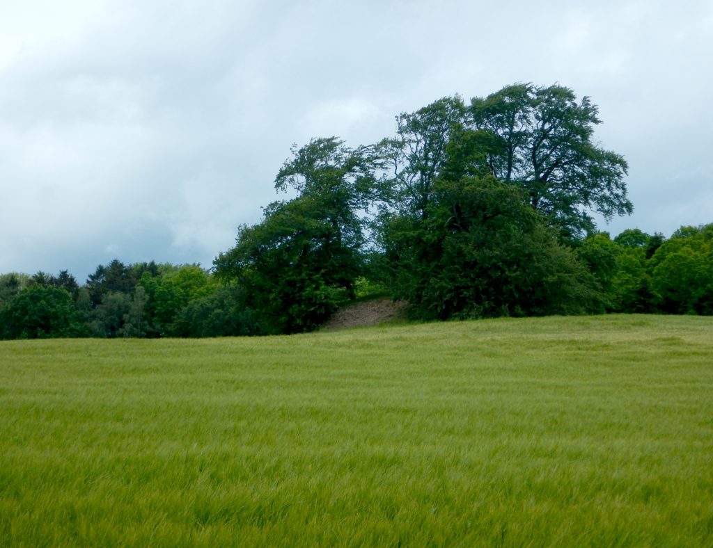 Gravhøj i en kornmark