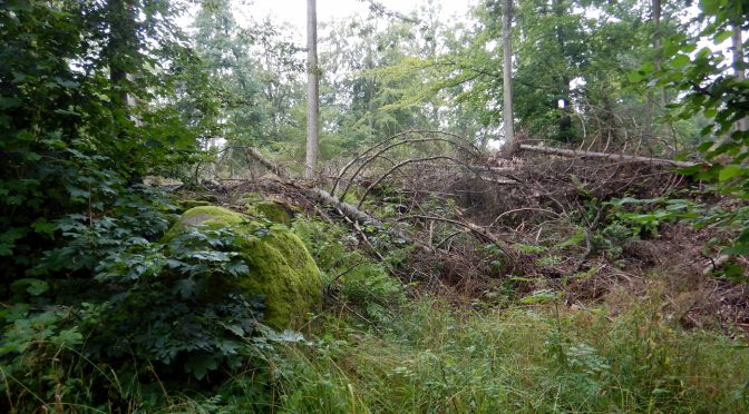 Hvalsø cannonball : Avnstrup-ruten