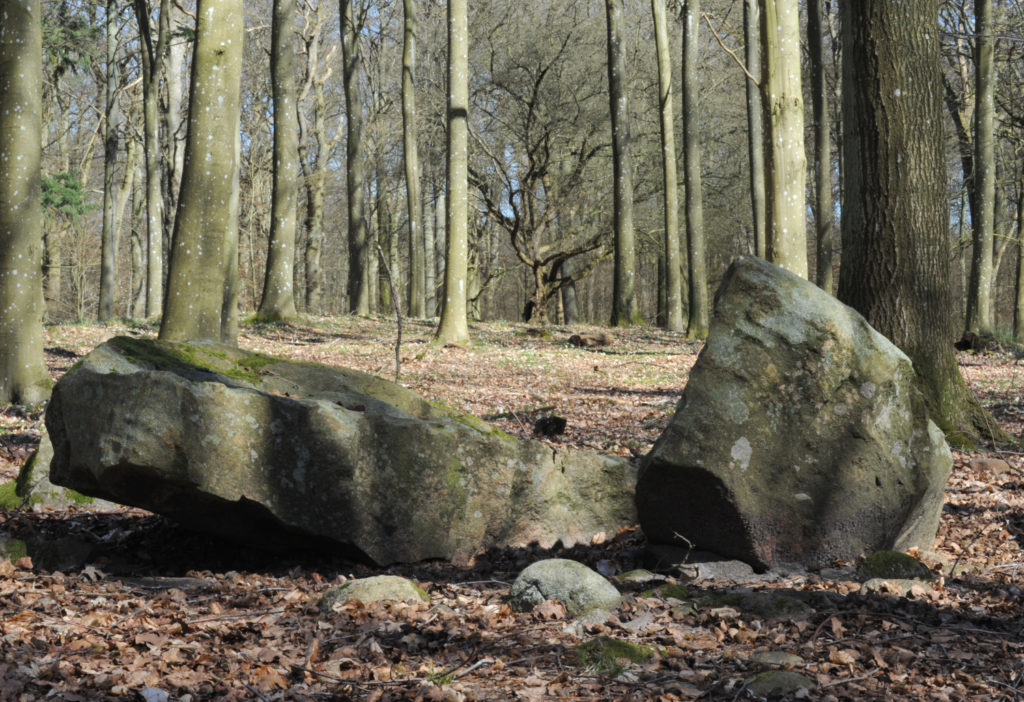 Sten i skov