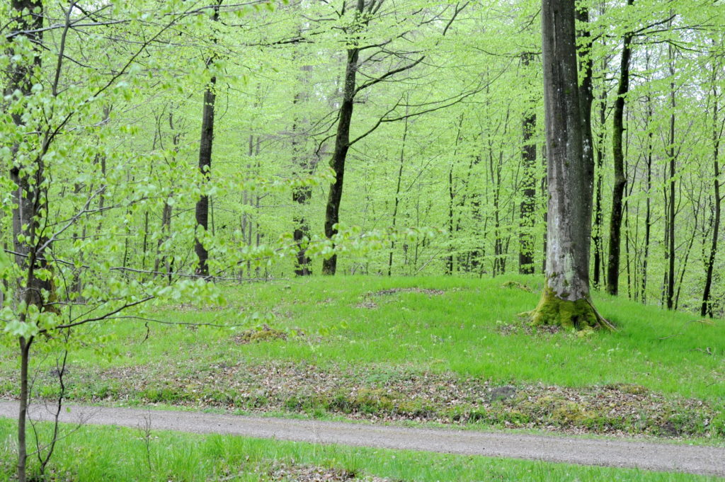 Rundhøj i lysegrøn skov