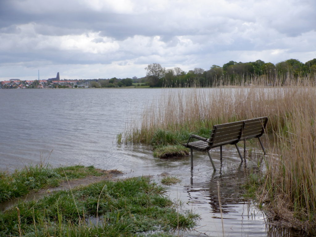 Bæk der stå i vand ved bredden af Roskilde Fjord