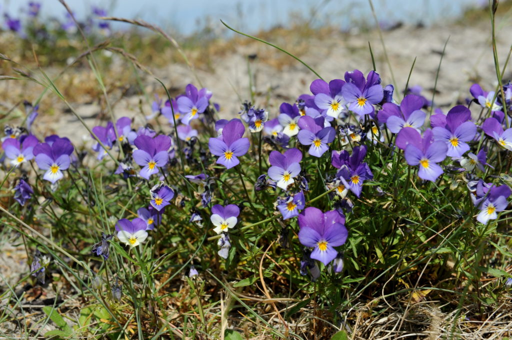 Blomster i blå, lilla og hvide nuancer