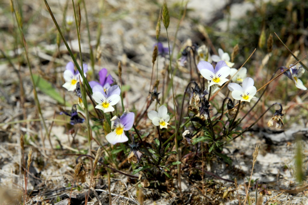 Blomster i blå, lilla og hvide nuancer - her primært hvide