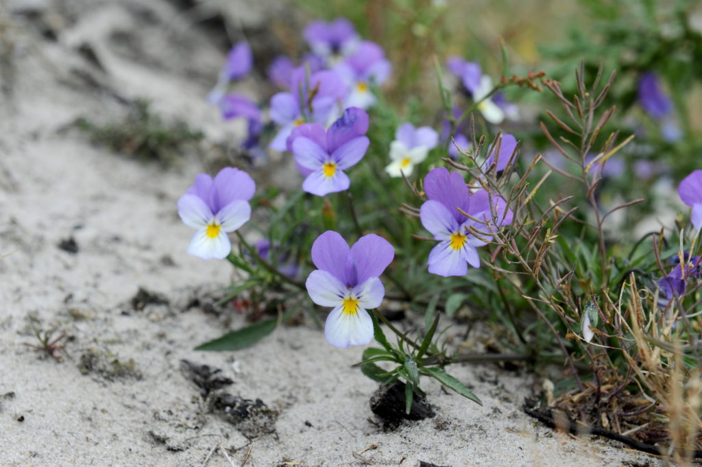 Blomster i blå, lilla og hvide nuancer - her primært blå farver