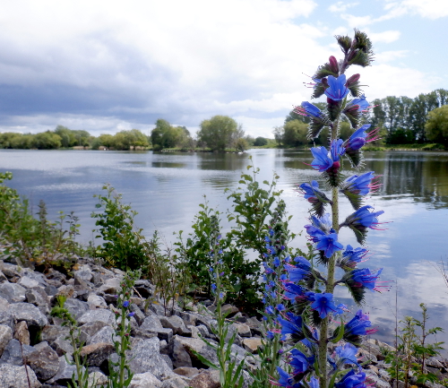 Resultat fra sh løb #6 - sommer ved Ishøj og et foto fra Vallensbæk Sø