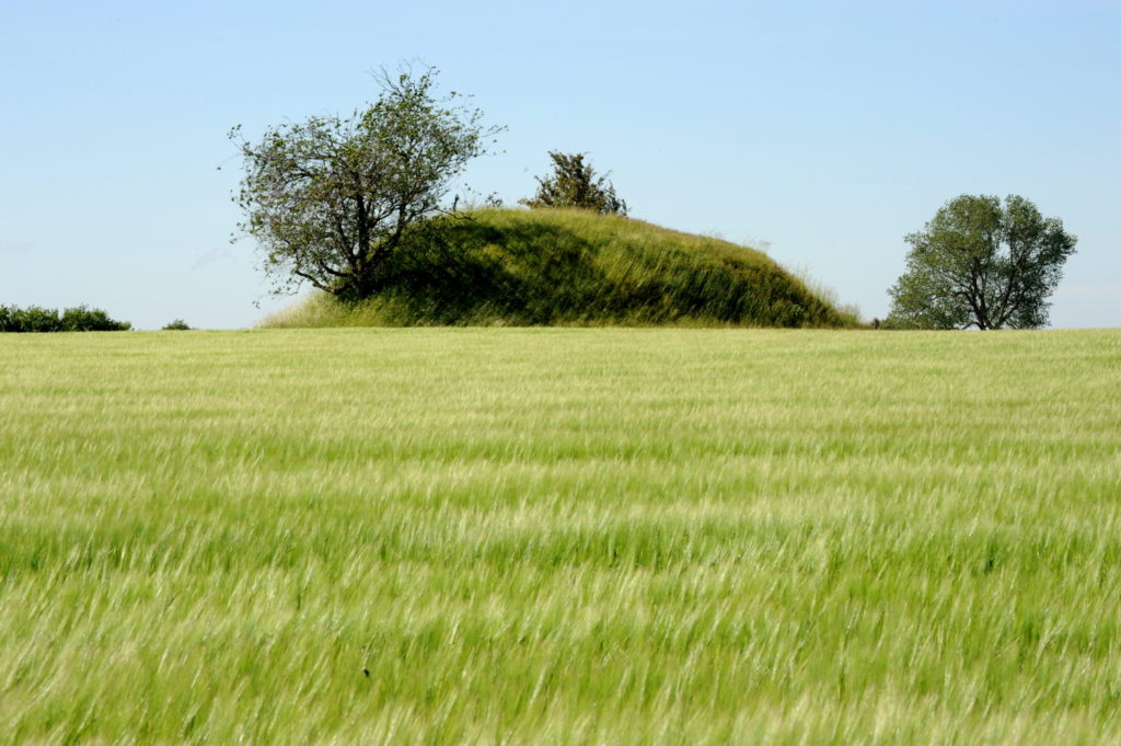 Gravhøj i kornmark