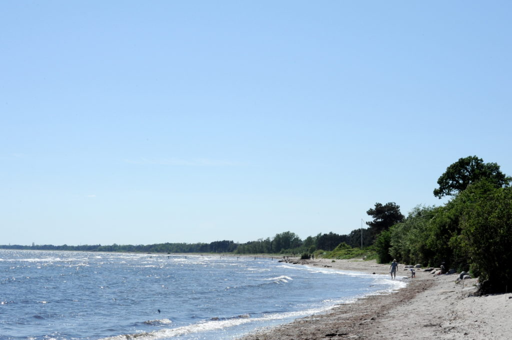 Strand og hav med blå himmel og tærer der grænser op til stranden