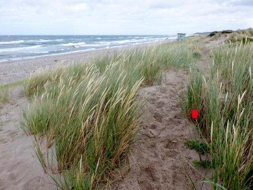 Sandklitter og havet i baggrunden