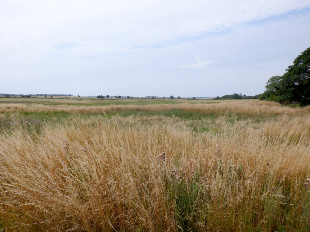 Fladt land med gyldent og grøn græs