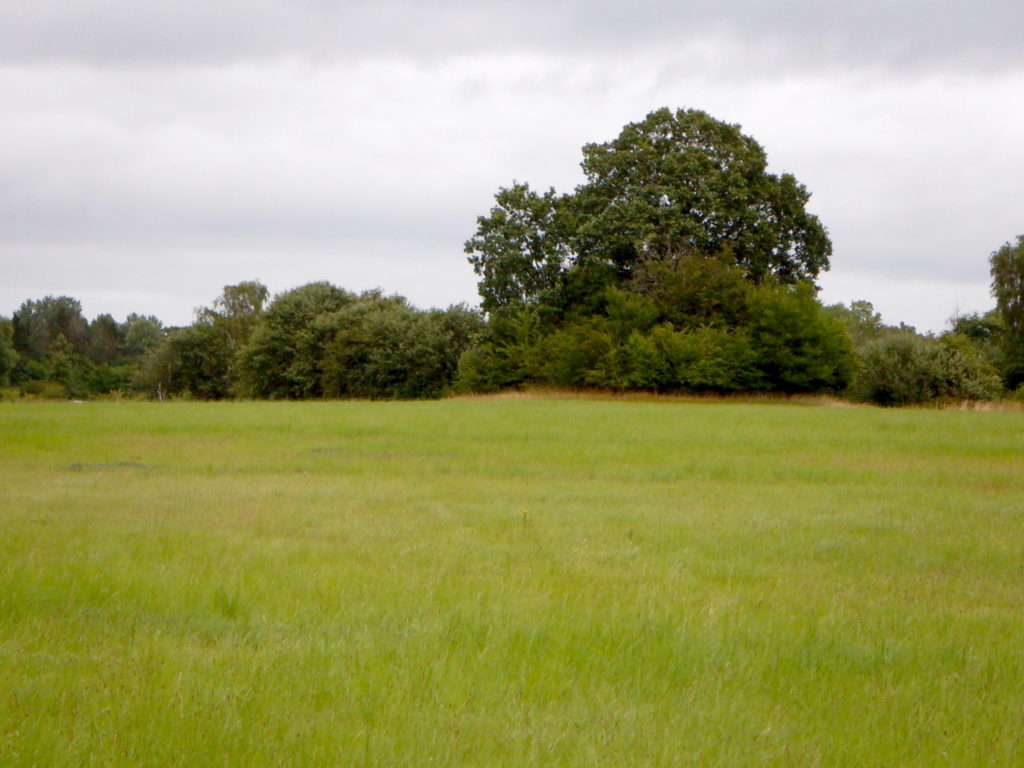 Gravhøj foran træbælte - bag græsmark. Højen er dækket af træer og buske