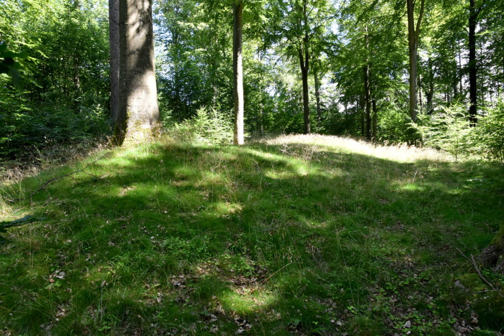 Langhøj (forhøjning i landskabet) i skov