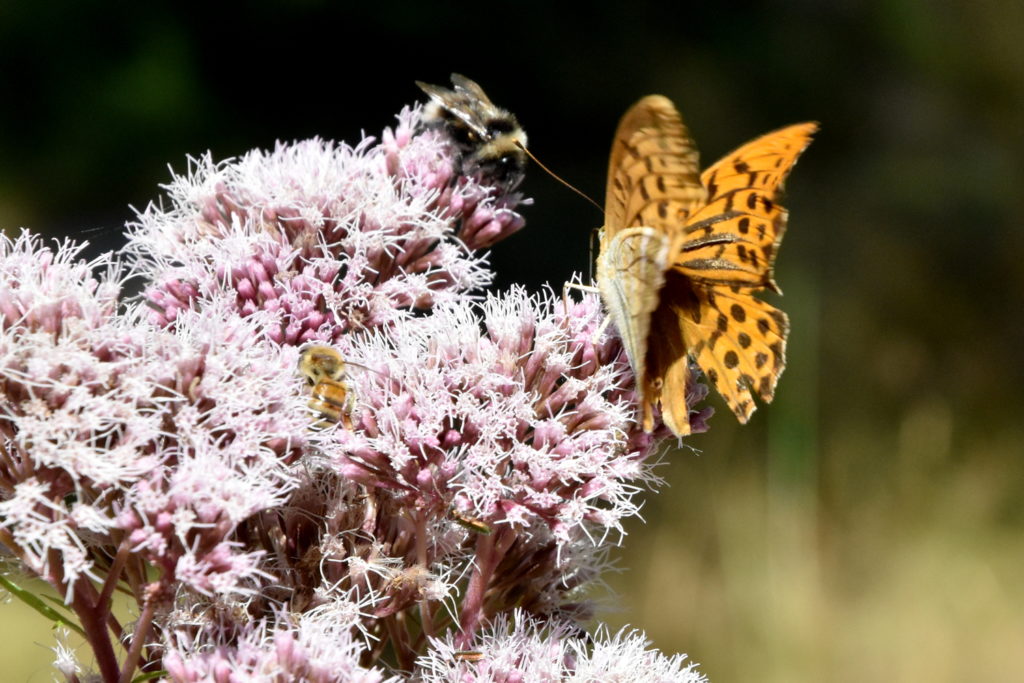 Skovperlemorsommerfugl ved blomst