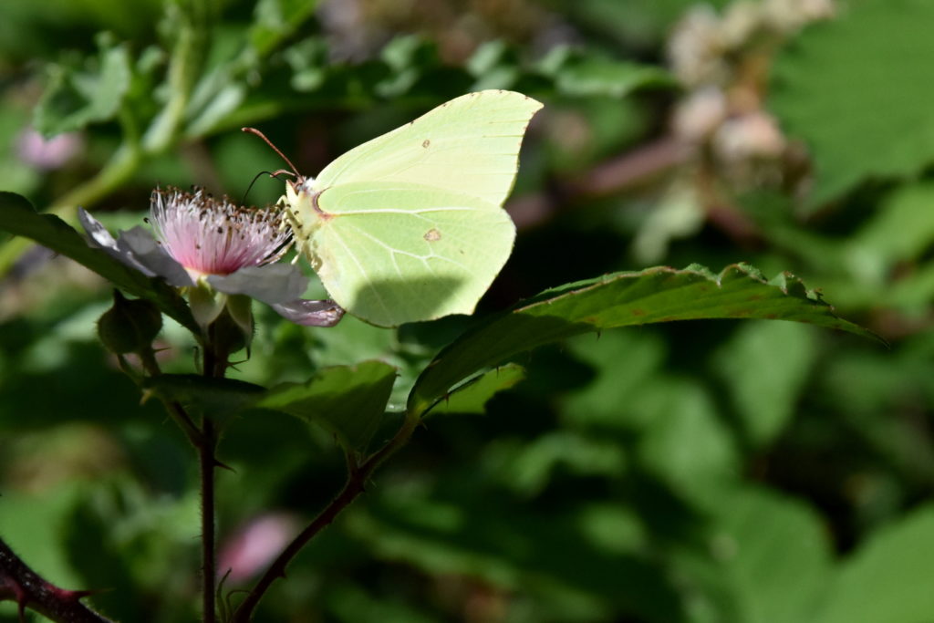 Sommerfugl suger nektar fra blomst - set fra siden