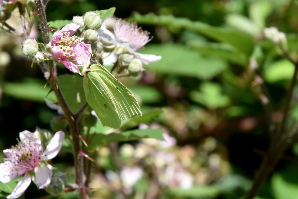 Sommerfugl hænger i blomst.