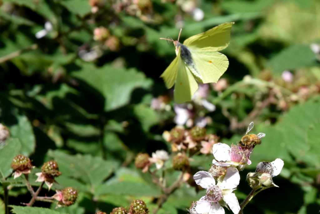 Sommerfugl flyver fra blomst.