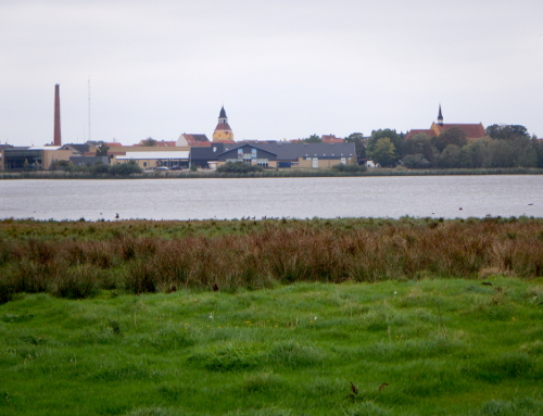 Huse, et kirketår bag vand, I forgrunden grøn græs og visne planter