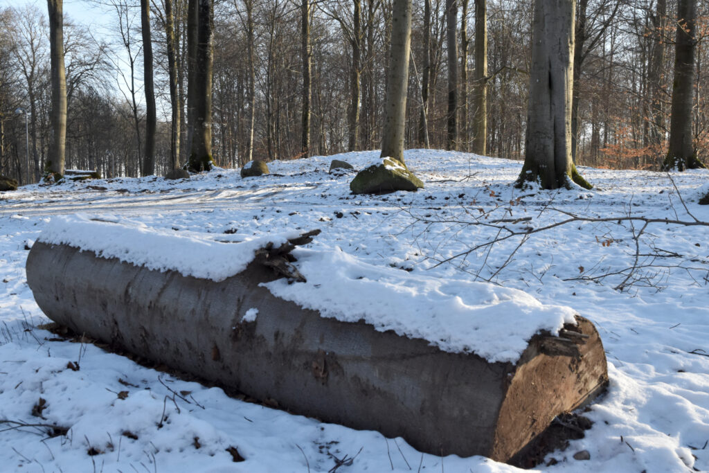 Lav rundhøj i sneklædt skov.