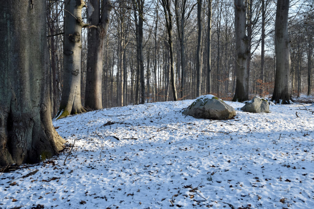 Sten i sneklædt skov.