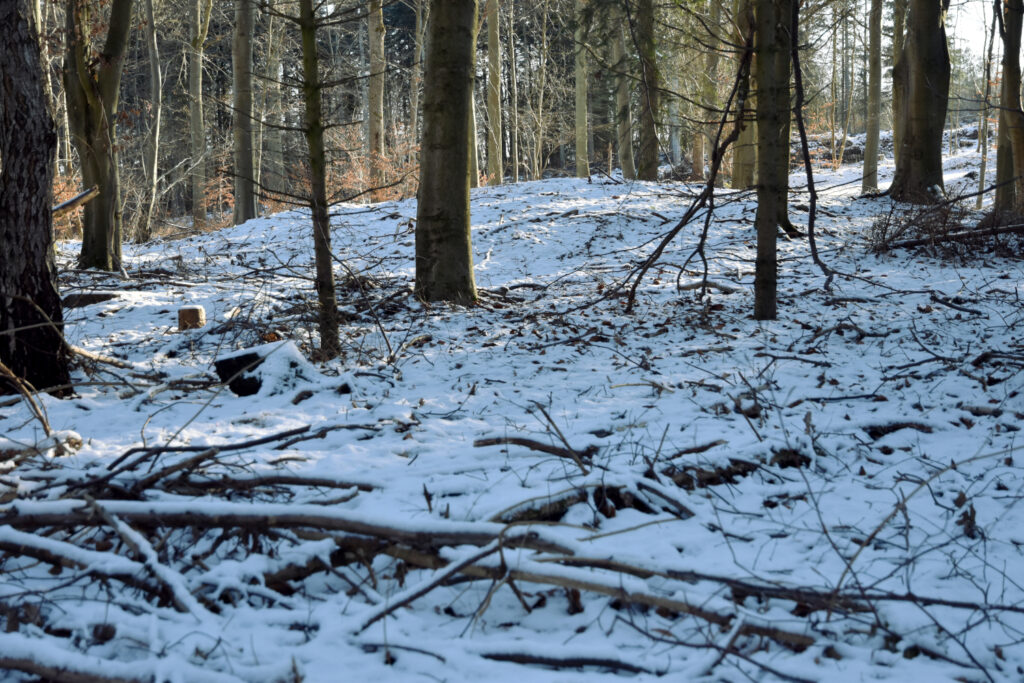 Rundhøj i sneklædt skov.